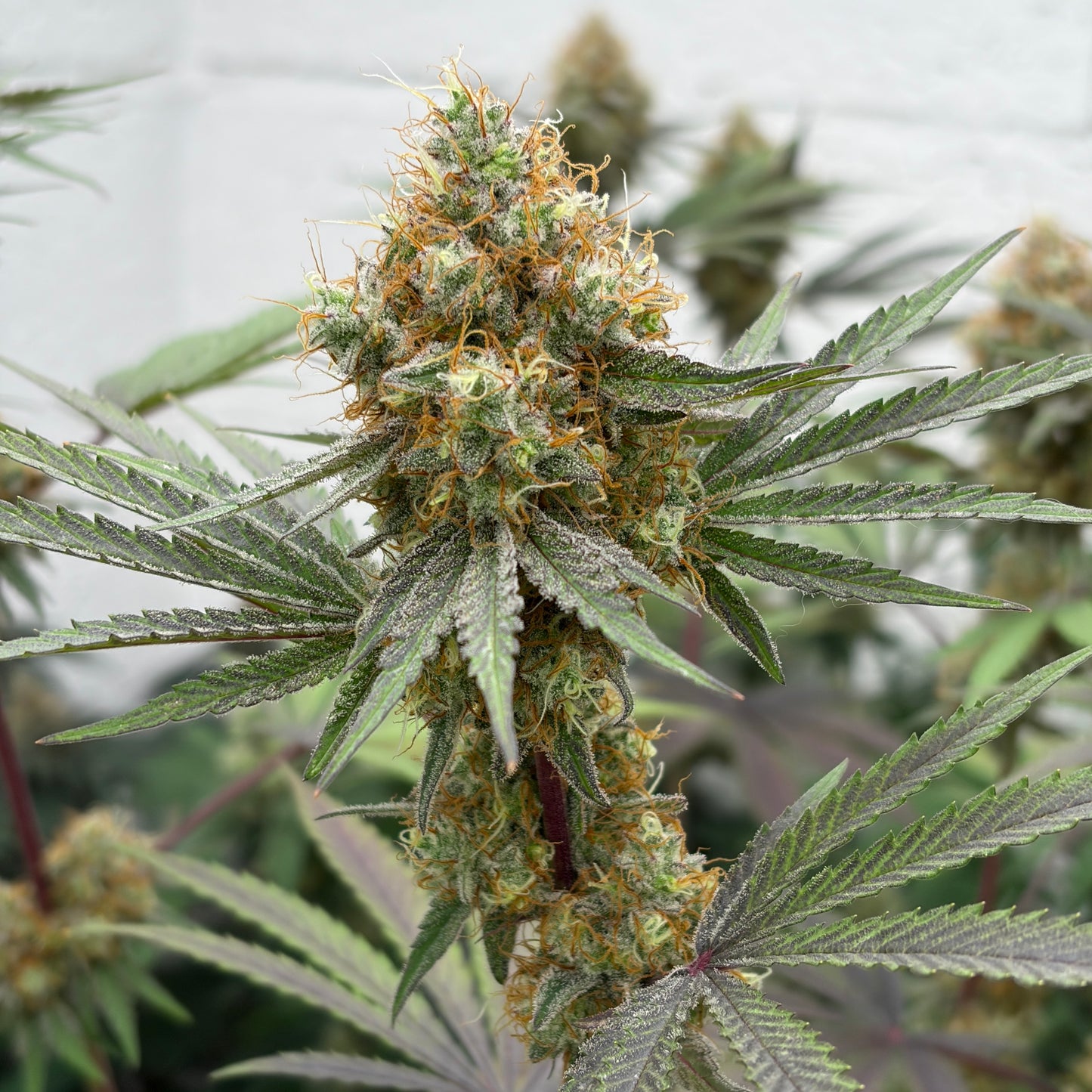 â°ïž Afghan Berry | CBD Indoor Living Soil