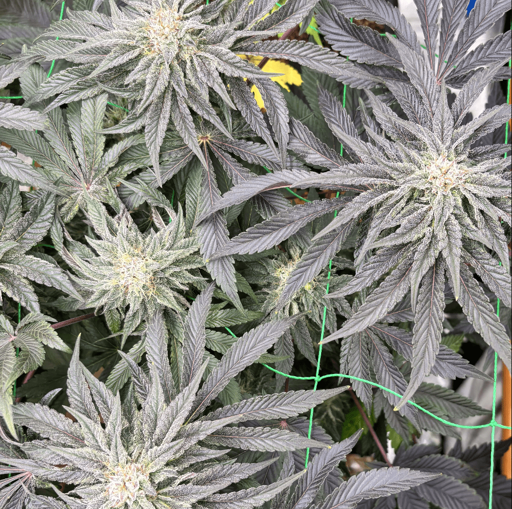 AngelCake CBD