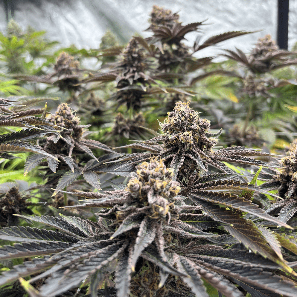 Pineapple Sauvageon cbd