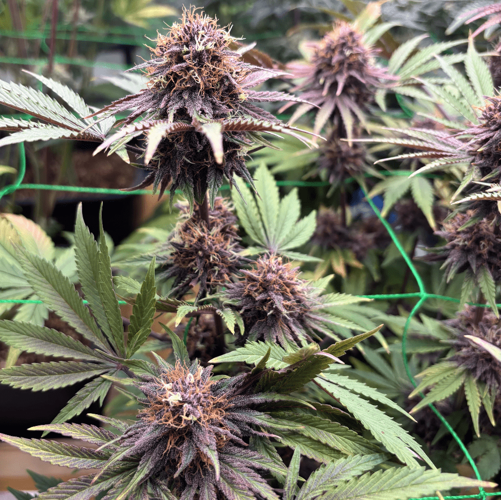 RainbowSherb cbd