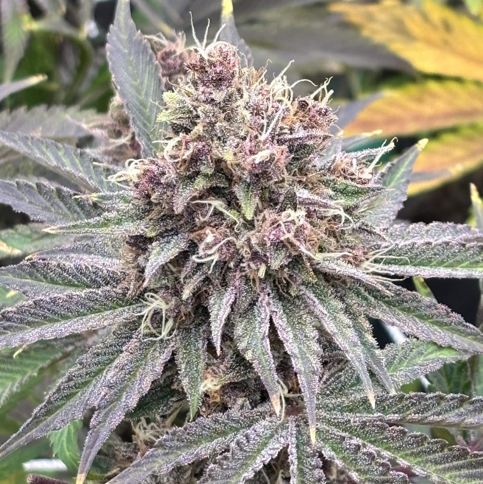 SKD CBD