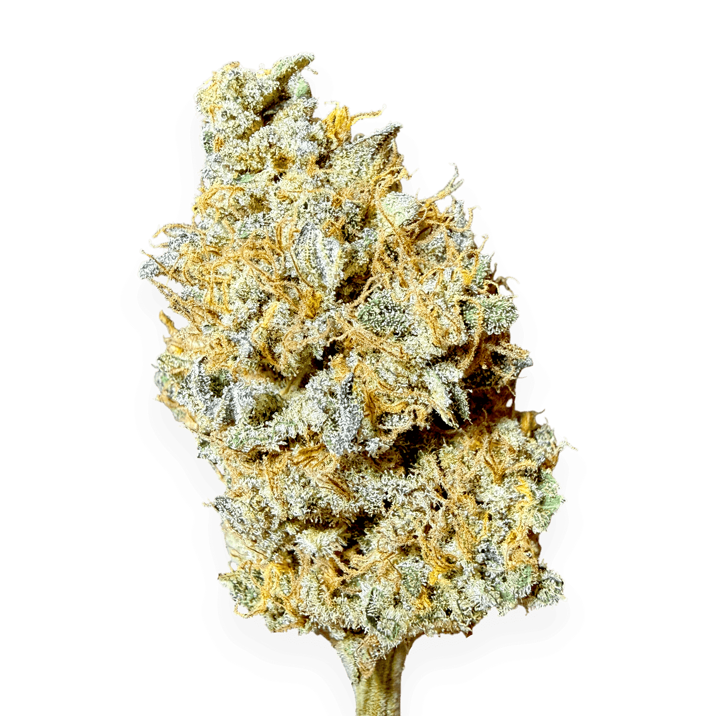 🪅Candy Cane | CBD Indoor Living Soil