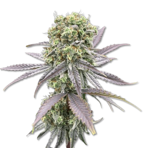 tropic sunzet cbd
