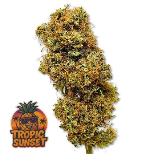🍍 Tropic Sunset | CBD Indoor Living Soil