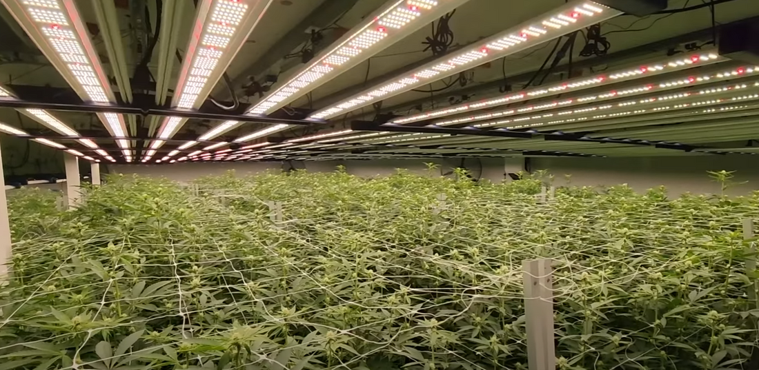 Avantages LED vs HPS pour la culture du CBD