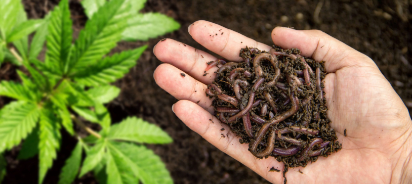 Les Bienfaits de la Culture en "Living Soil" pour le CBD
