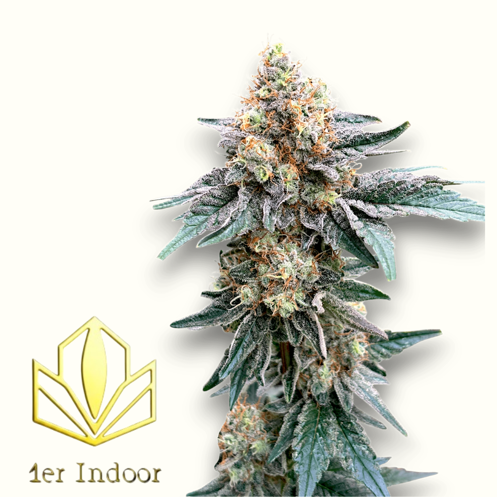🏆 ANGEL CAKE | CBD Indoor Living Soil