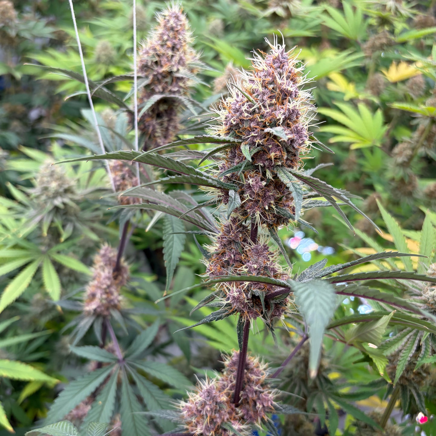 🌹 Wild Rose | CBD Indoor Living Soil