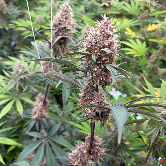 🌹 Wild Rose | CBD Indoor Living Soil