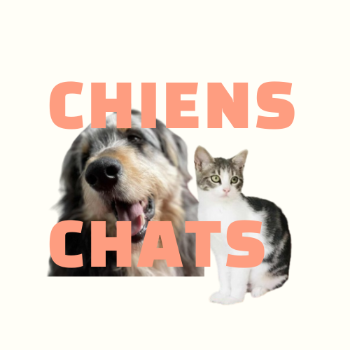 Chien chat cbd junglehouse