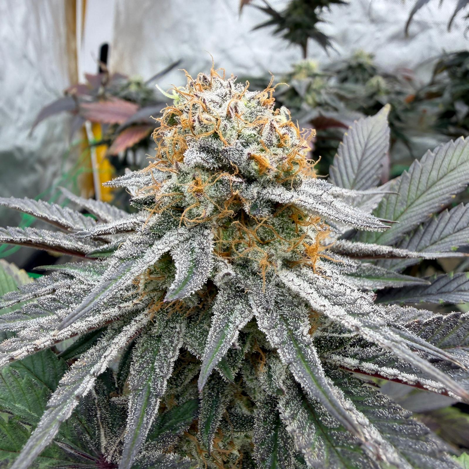 Jamaican Gas cbd 