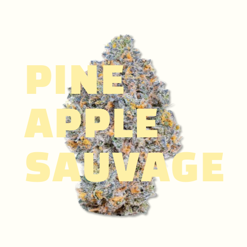 PineApple CBD JungleHouse