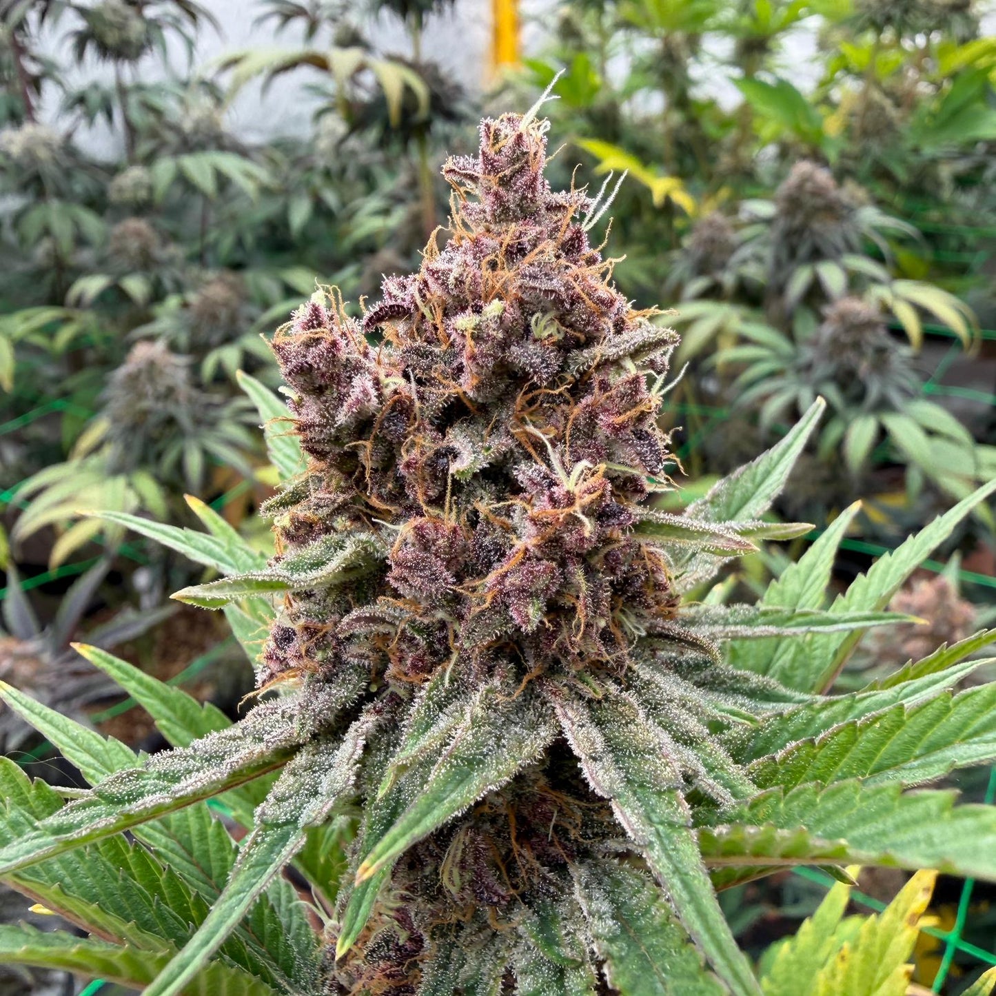 RS11 CBD
