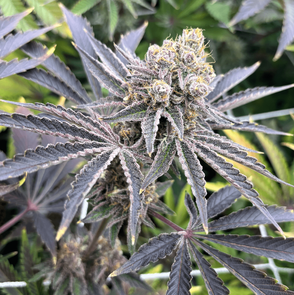 StrawberryLemo cbd