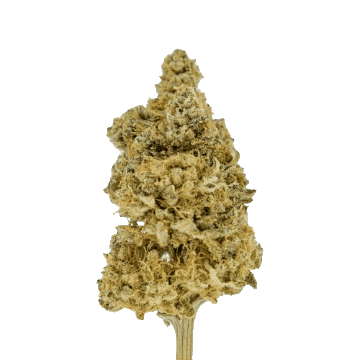 🍰 Angel Cake | CBD Indoor Living Soil