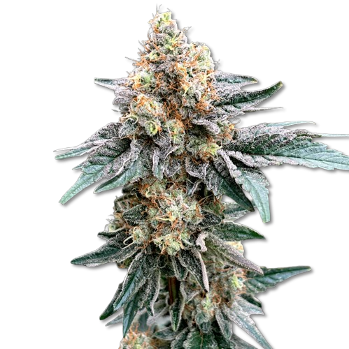 jungle cake cbd