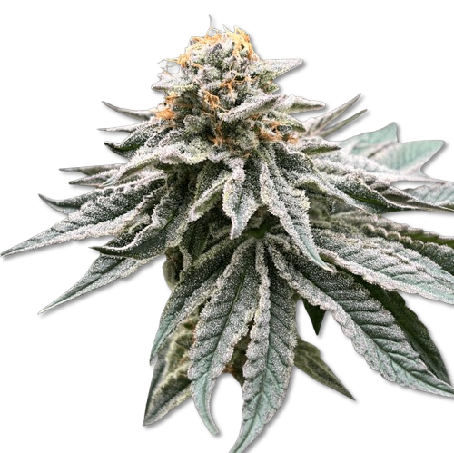 jungle cake cbd1
