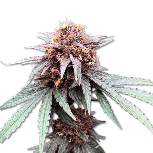phantom cbd
