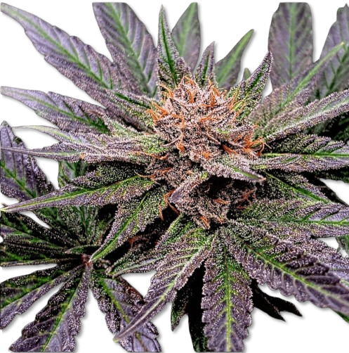 phantom fuely cbd