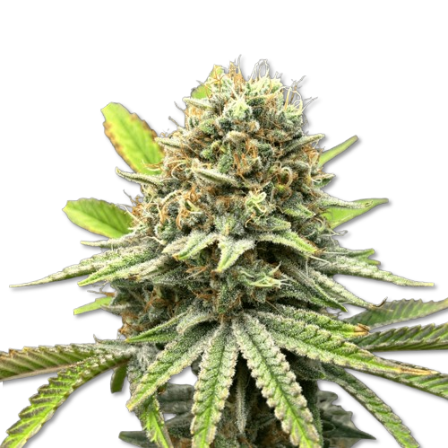 tropic sunzet cbd